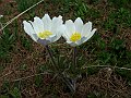 Ranunculaceae - Pulsatilla alpina